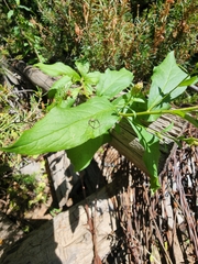 Eucephalus engelmannii