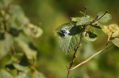 Chrysomya megacephala