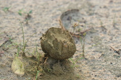 Calvatia boninensis