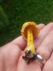Suillus americanus