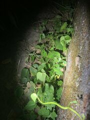 Trimeresurus albolabris