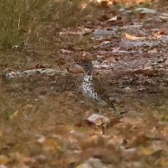 Hylocichla mustelina