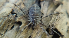 Opilio saxatilis