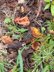 Pseudocolus fusiformis