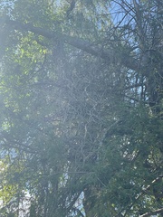 Celastrus orbiculatus