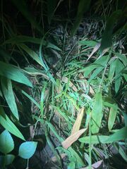 Trimeresurus albolabris