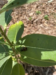 Labidomera clivicollis