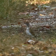 Hylocichla mustelina