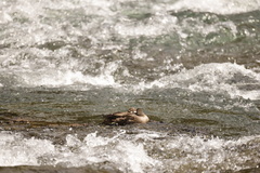 Histrionicus histrionicus