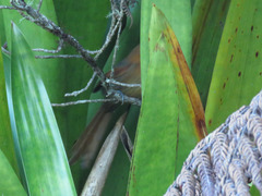 Synallaxis fuscorufa