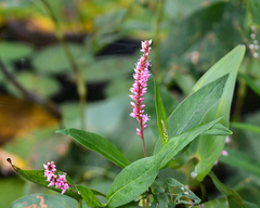 Persicaria amphibia