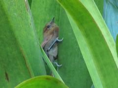 Synallaxis fuscorufa