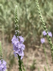 Verbena xutha