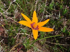 Pauridia canaliculata