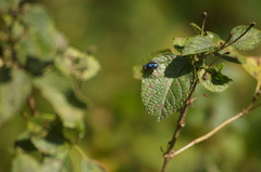 Chrysomya megacephala