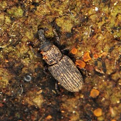 Dryophthorus americanus