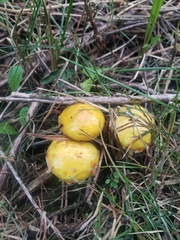 Suillus americanus