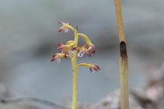 Corallorhiza maculata maculata