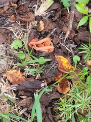 Pseudocolus fusiformis