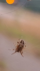 Larinioides cornutus