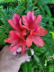 Rhododendron oldhamii
