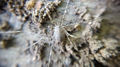 Opilio saxatilis