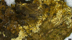 Henningsomyces candidus