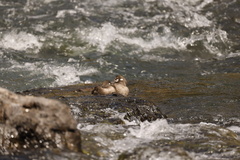 Histrionicus histrionicus