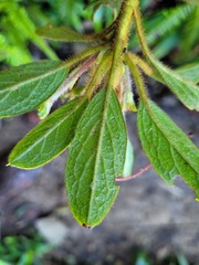 Rhododendron oldhamii
