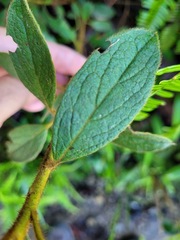 Rhododendron oldhamii