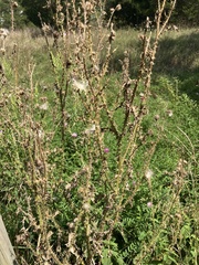 Carduus acanthoides