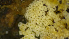 Henningsomyces candidus