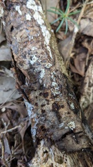 Henningsomyces candidus