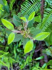 Rhododendron oldhamii