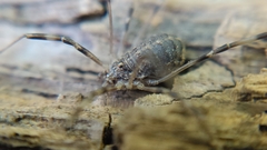Opilio saxatilis
