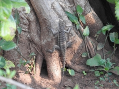 Tropidurus