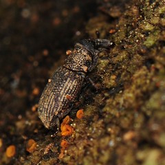 Dryophthorus americanus