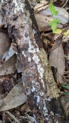 Henningsomyces candidus