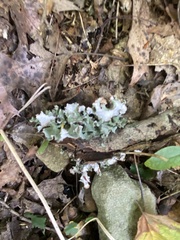 Parmotrema hypotropum