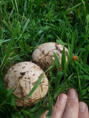 Calvatia cyathiformis