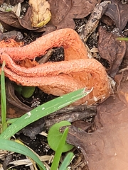 Pseudocolus fusiformis