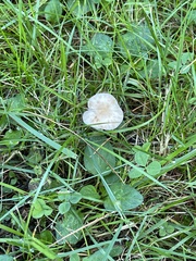 Tetrapyrgos nigripes