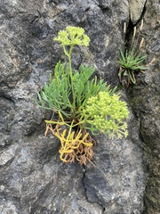 Crithmum maritimum