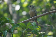 Thraupis palmarum
