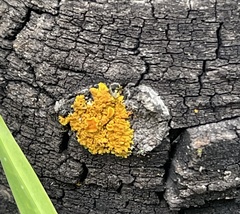 Xanthomendoza fallax