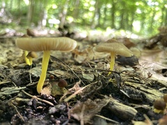 Pluteus