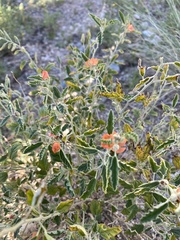 Sphaeralcea hastulata