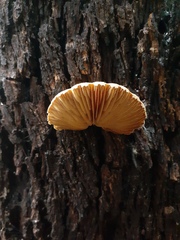 Crepidotus eucalyptorum