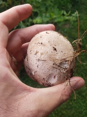 Calvatia cyathiformis
