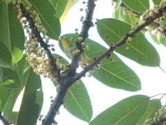 Zosterops simplex simplex